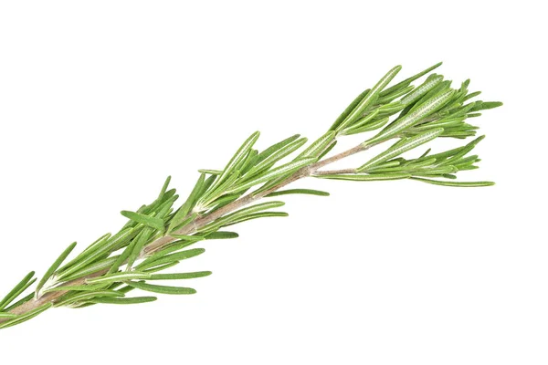 Fresh green sprig of rosemary isolated on a white background — Stock Photo, Image