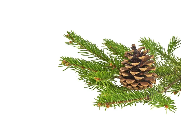 Branch of fir-tree and cone on a white background — Stock Photo, Image