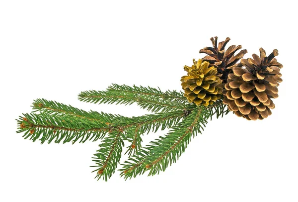 Tak van fir-tree en kegels op een witte achtergrond — Stockfoto