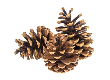 Beyaz zemin üzerinde üç çam kozalakları grup