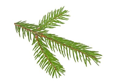 Beyaz arkaplanda köknar ağacı dalı izole