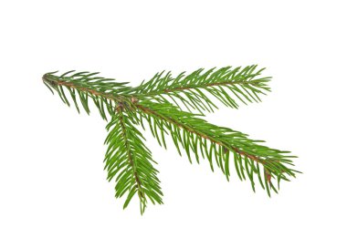 Beyaz arkaplanda köknar ağacı dalı izole