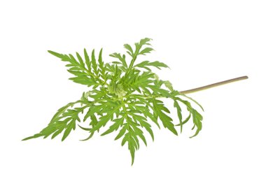 Beyaz arka plan üzerinde izole Anti sezonu Ragweed bitki co