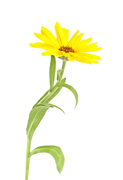 Календула. Цветок Мэриголд с листьями, изолированными на белом фоне — стоковое фото