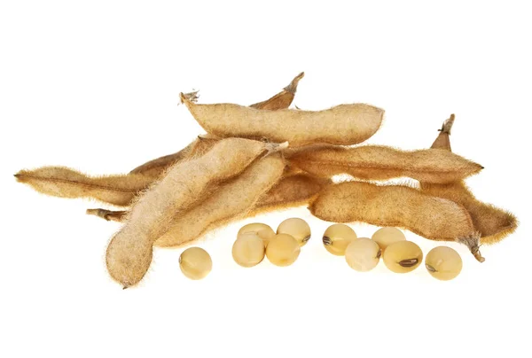 Cialde di soia isolate su fondo bianco. Soia - pianta proteica — Foto Stock
