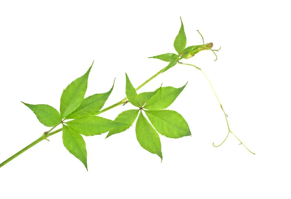 Green twig of grapes leaves, Parthenocissus quinquefolia foliage — Stock Photo, Image