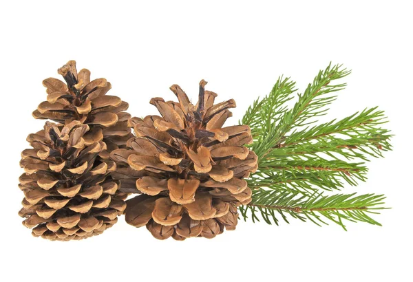 Pine cones with branch on a white background Stock Photo