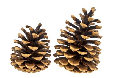 Beyaz arka plan üzerinde izole kahverengi çam kozalakları