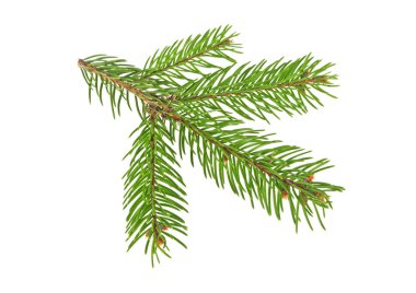 Beyaz bir arka plan üzerinde izole köknar ağacı dalı