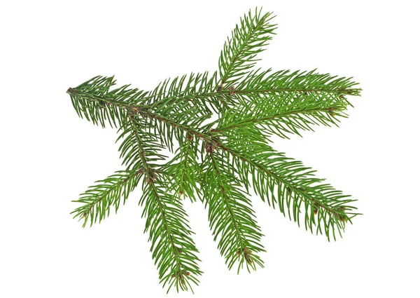Green fir branch for christmas, isolated on white background — Stock Photo, Image