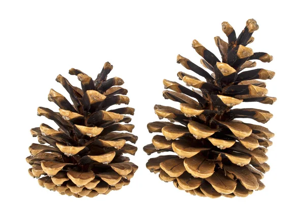 Brown pine cones isolated on white background — Stock Photo, Image