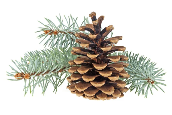 Beyaz bir arka plan üzerinde izole koni ile mavi Ladin dal. Chris