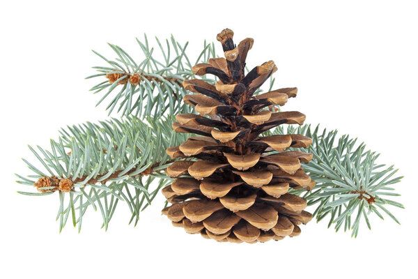 Blue spruce twig with cone isolated on a white background. Chris