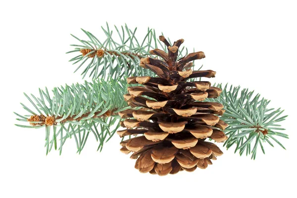 Beyaz bir arka plan üzerinde izole koni ile mavi Ladin dal. Chris