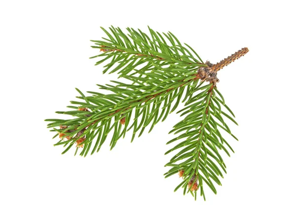 Fir tree branch isolated on a white background — Stock Photo, Image