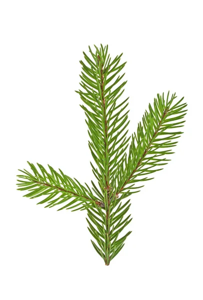 Fir tree branch isolated on a white background — Stock Photo, Image
