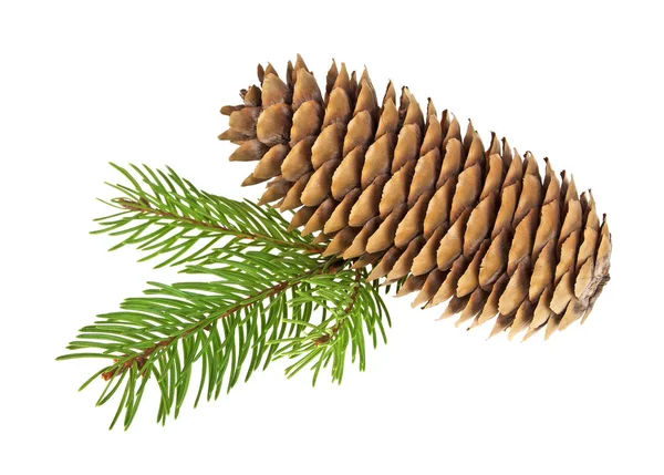Cone de pinheiro com ramo sobre fundo branco — Fotografia de Stock