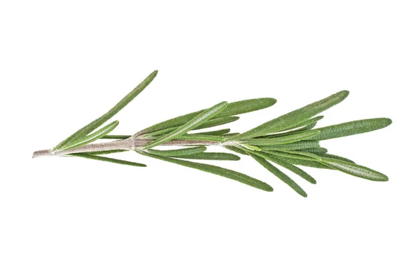 Rosemary isolated on white background, closeup — Stock Photo, Image