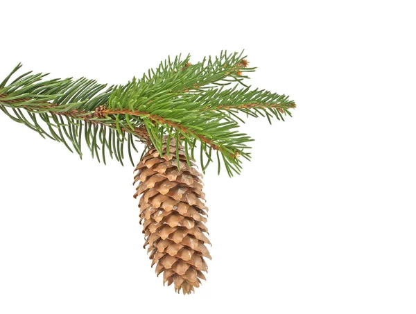 Fir tree with pine-cone isolated on white background — Stock Photo, Image