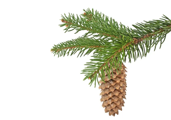 Fir tree with pine-cone isolated on white background — Stock Photo, Image