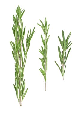 Biberiye beyaz arka plan üzerinde closeup izole