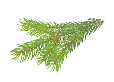 Beyaz bir arka plan üzerinde izole köknar ağacı dalı