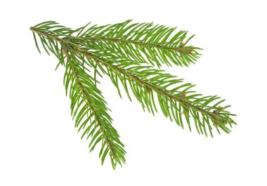 Beyaz bir arka plan üzerinde izole köknar ağacı dalı