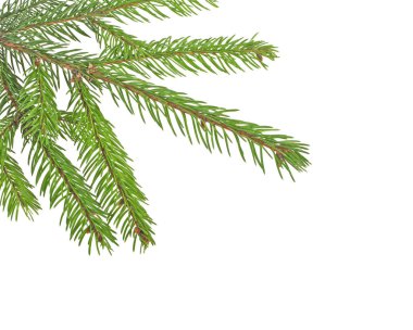 Noel ağacının dalları beyazın üzerinde