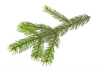 Beyaz bir arka plan üzerinde izole köknar ağacı dalı