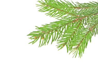 Beyaz bir arka plan üzerinde izole köknar ağacı dalı