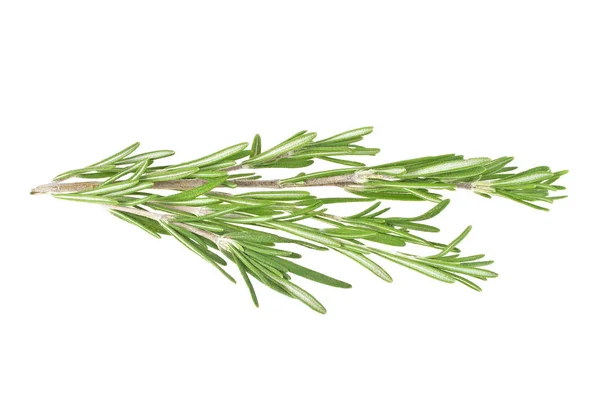 Fresh green sprig of rosemary isolated on a white background — Stock Photo, Image