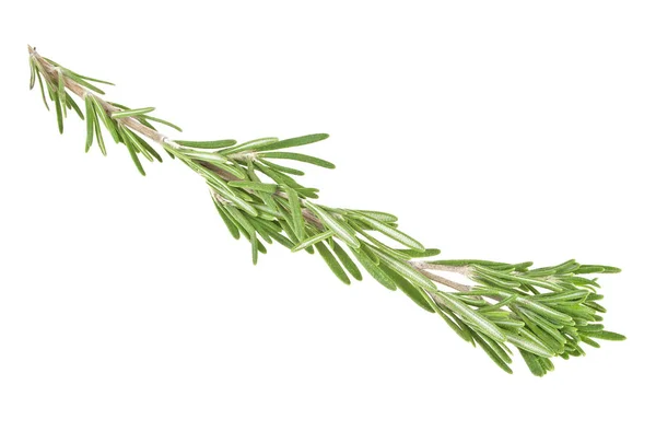 Fresh green sprig of rosemary isolated on a white background — Stock Photo, Image
