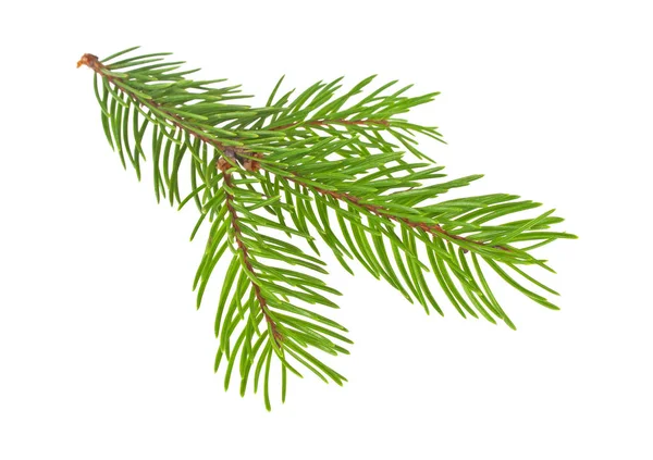 Fir tree branch isolated on a white background — Stock Photo, Image