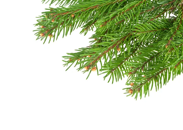 Christmas tree branches border over white — Stock Photo, Image