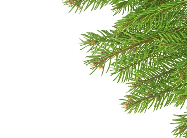 Rami di albero di Natale bordo sopra bianco — Foto Stock