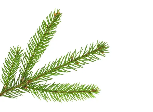 Fir tree branch isolated on a white background — Stock Photo, Image