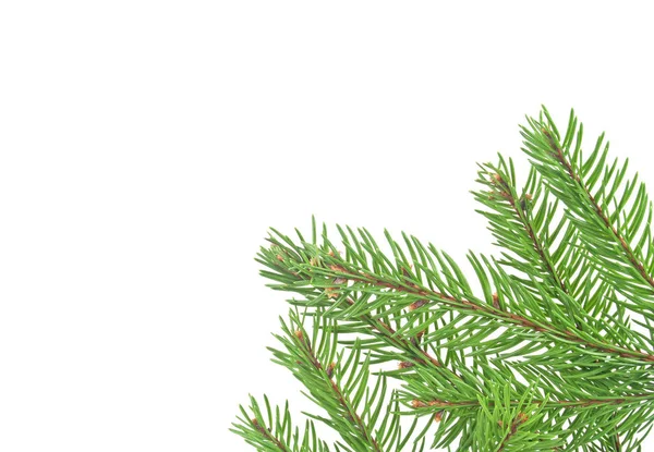 Christmas tree branches border over white — Stock Photo, Image