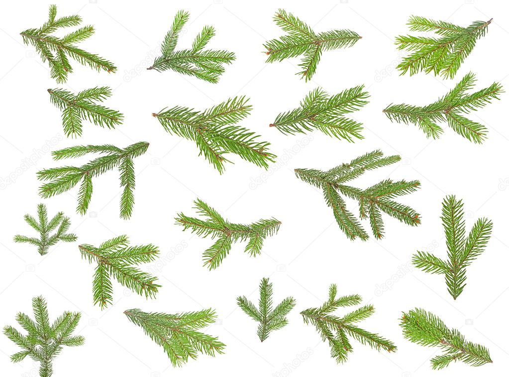 Set of fir tree branches isolated on a white background