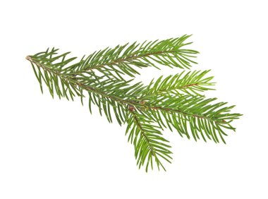 Beyaz bir arka plan üzerinde izole köknar ağacı dalı