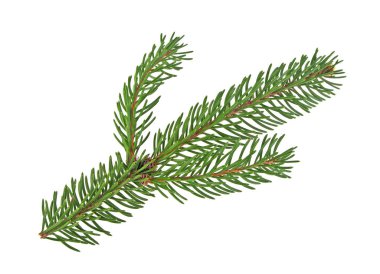 Beyaz bir arka plan üzerinde izole köknar ağacı dalı