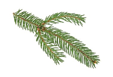 Beyaz bir arka plan üzerinde izole köknar ağacı dalı