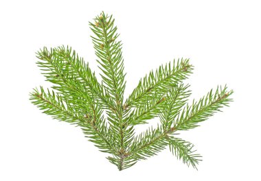 Beyaz bir arka plan üzerinde izole köknar ağacı dalı