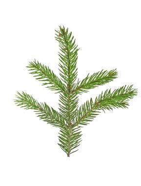 Beyaz bir arka plan üzerinde izole köknar ağacı dalı