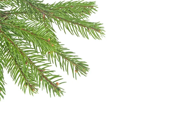Kerstboom takken grens over wit — Stockfoto