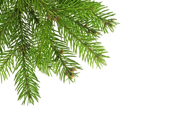 クリスマスツリーの枝は白い上に国境 — ストック写真