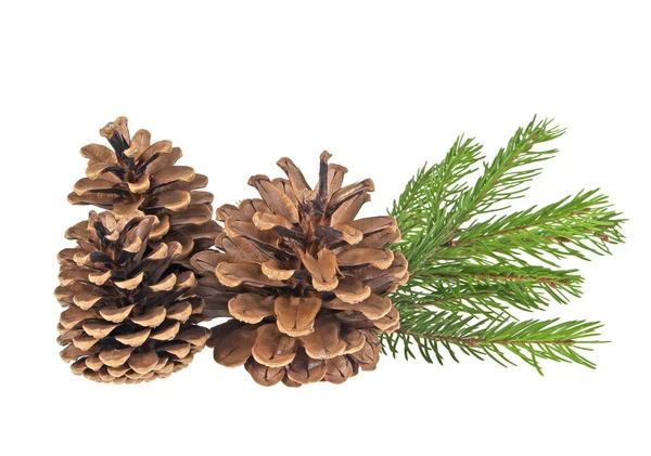 Pine cones and fir tree branch on a white background — Stock Photo, Image