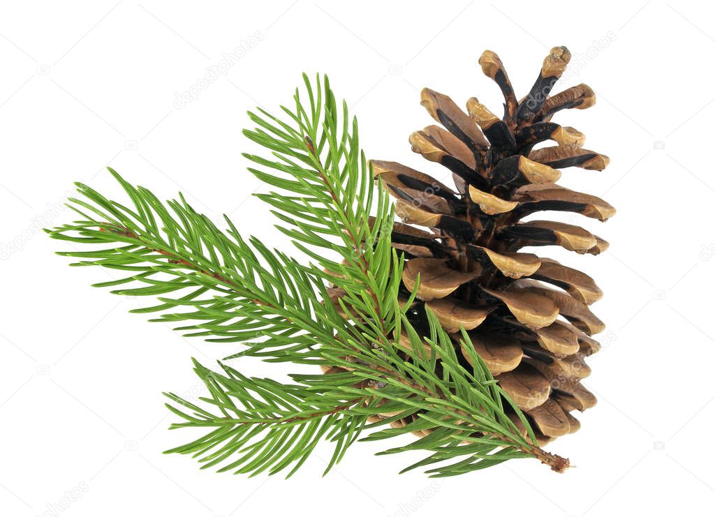 Pine cone and fir tree branch on a white background