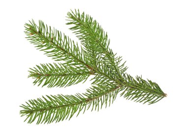 Beyaz bir arka plan üzerinde izole köknar ağacı dalı