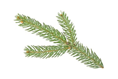 Beyaz bir arka plan üzerinde izole köknar ağacı dalı