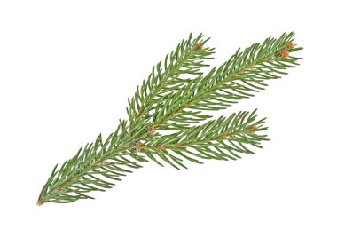 Beyaz bir arka plan üzerinde izole köknar ağacı dalı